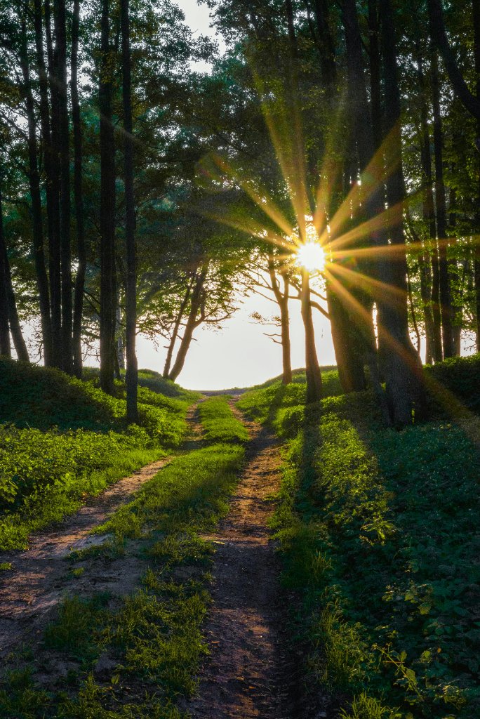 Forêt paisible baignée de lumière — sérénité et confiance